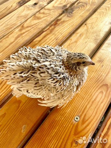 Помет перепелиный, удобрение