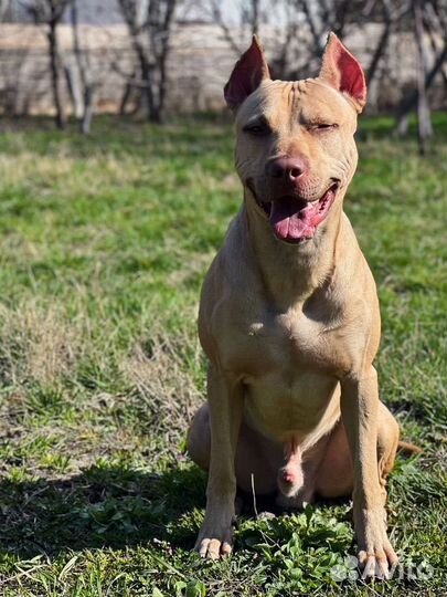 Собака Питбуль муж/ случка/вязка