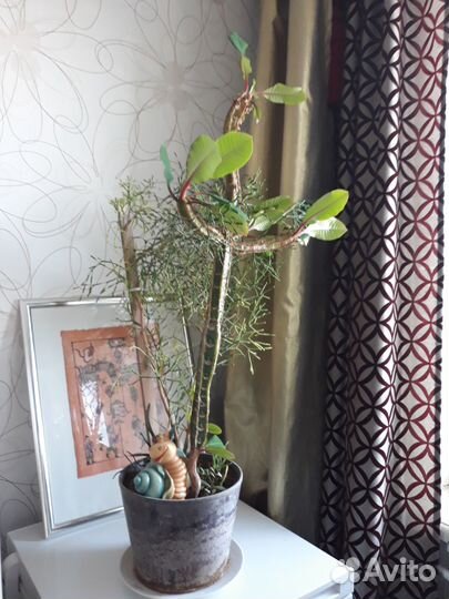 Крассула толстянка, молочай, мята, диффенбахия