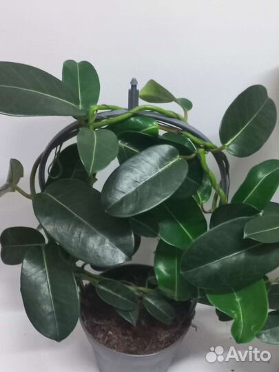 Комнатный жасмин самбак бронь до 30.05