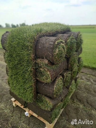 Рулонный газон - газон с укладкой