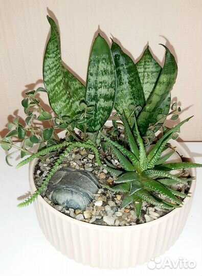 Садик из суккулентов