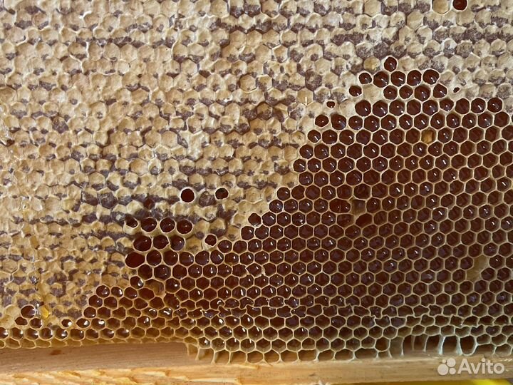 Мед натуральный