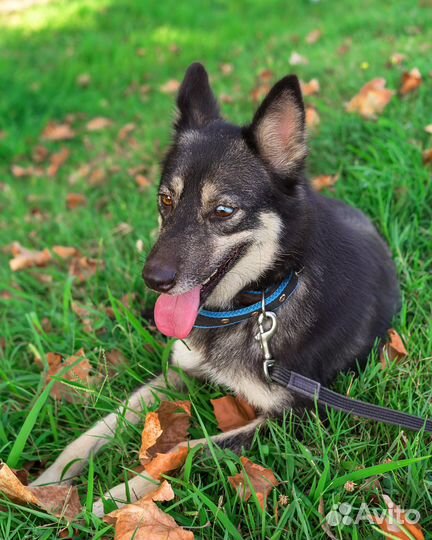 Лайка/хаски/овчарка метис