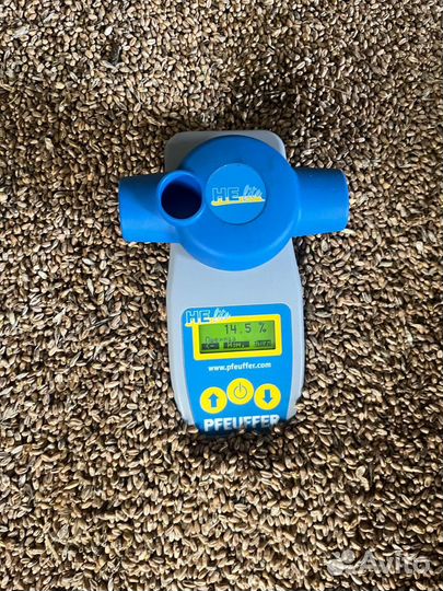 Зерно пшеница