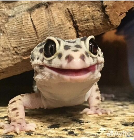 Передержка животных