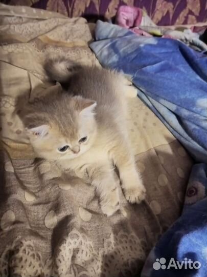 Кошки шотландцы