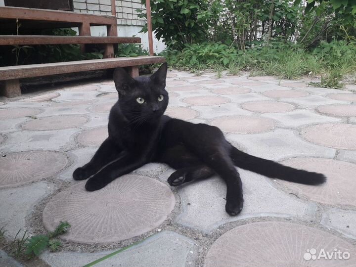 Кот в поиске дома