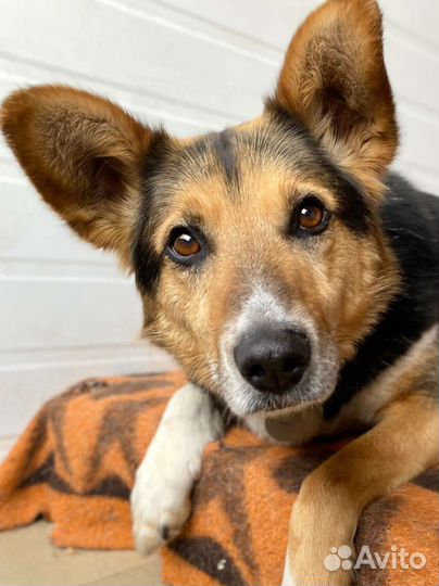 Собака в добрые руки