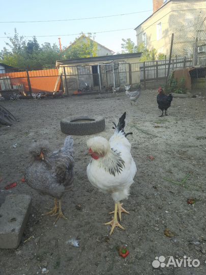 Молодые петушки