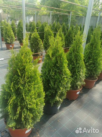 Туя смарагд высотой 1м