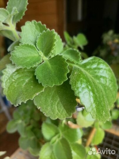 Колеус, спатифиллум, каллизия и др