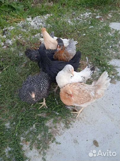 Молодка отборная