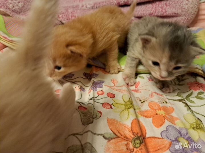 Котята в добрые руки
