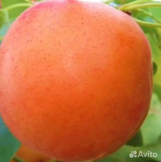 Саженцы Абрикоса Голд Рич