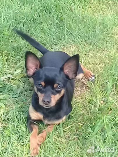 Вязка той-терьер