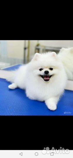 Померанский шпиц мини