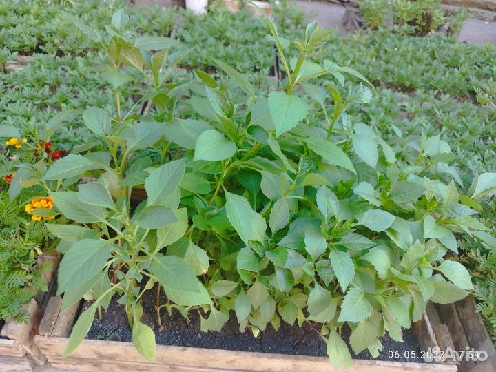 Рассада цветы