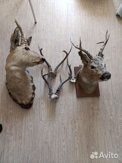 Чучела головы косулей
