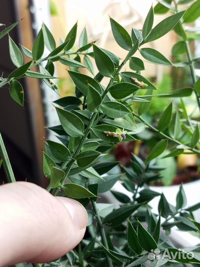 Бегония, иглица, ваниль