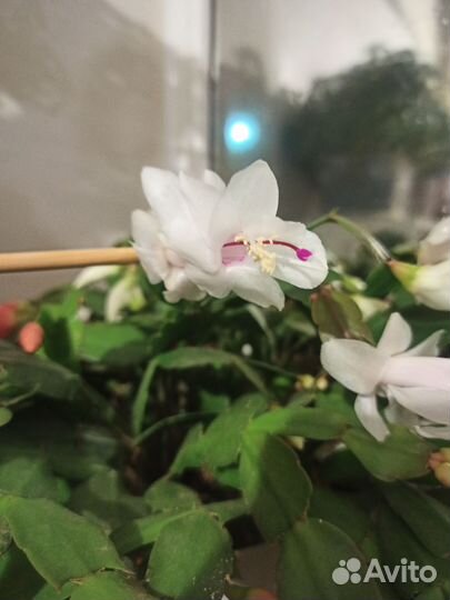 Декабрист белый