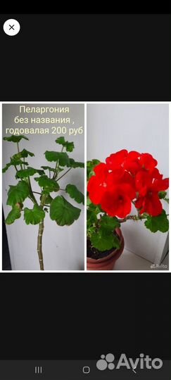 Пеларгонии, Антуриум