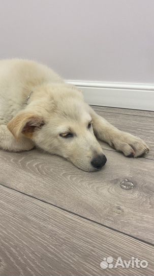 Собака алабай-метис в добрые руки)