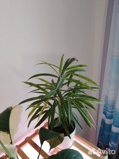 Комнатные растения