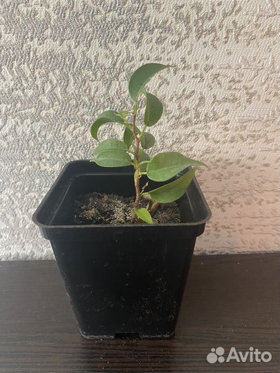 Комнатные растения