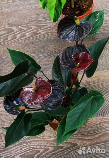 Антуриум блек лав (black love)