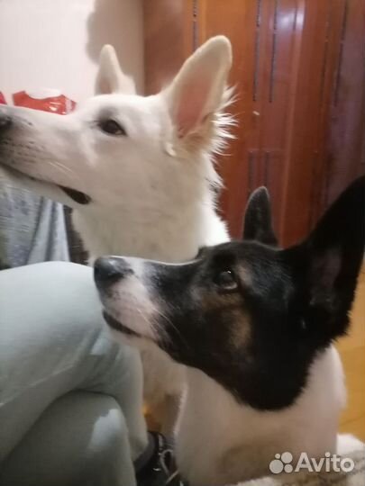 Частный кинолог