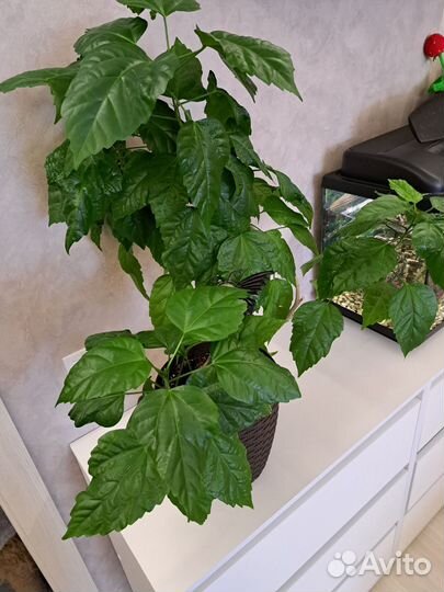 Гибискус китайская роза