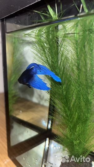 Живая рыба петушок