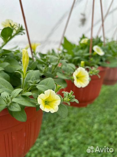 Рассада овощей