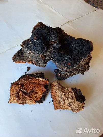 Чага березовая