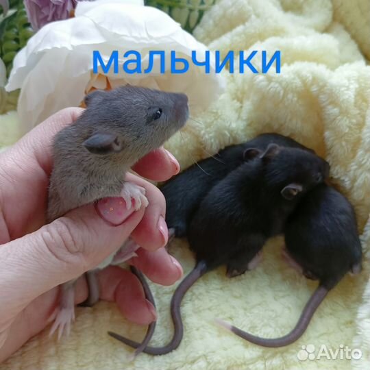 Декоративная крыса