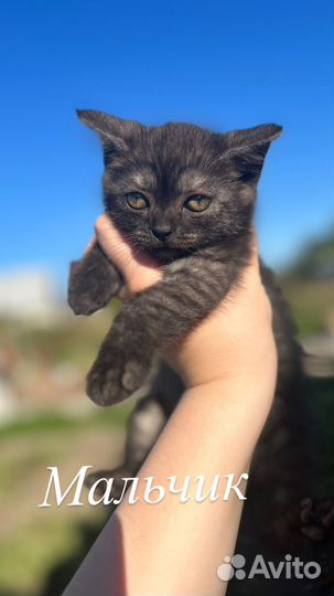 Котята в дар бесплатно