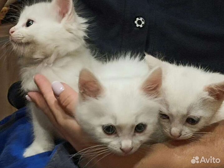 Турецкая ангора Котята