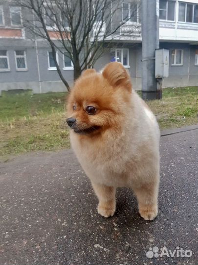 Вязка померанского шпица