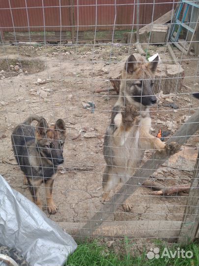 Бельгийская овчарка