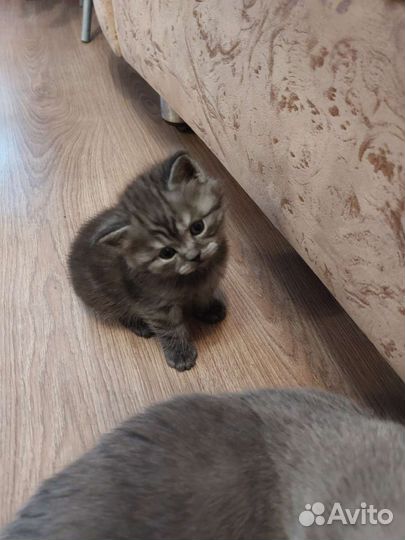 Шотландские вислоухие и прямоухие котята шиншиллы