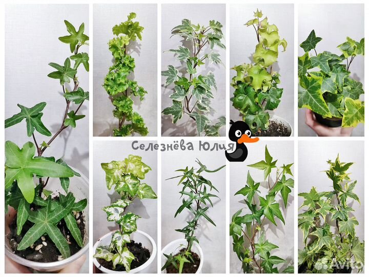 Плющ Хедера / Hedera Helix, более 40 сортов