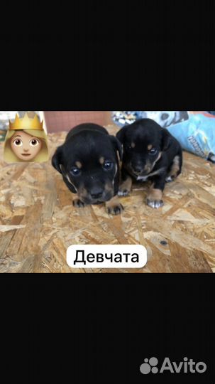 Щенки в добрые руки