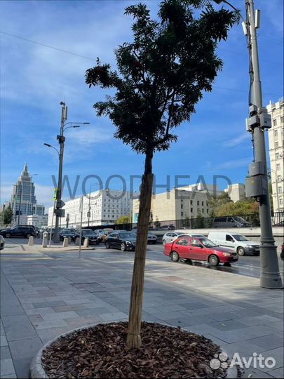 Укрытие для деревьев Маты из камыша