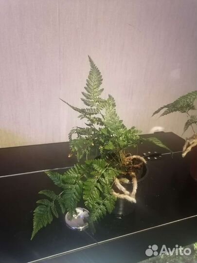 Папоротники ч.2