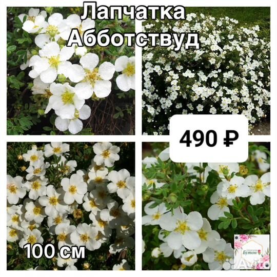 Лапчатка саженцы 2ух летка