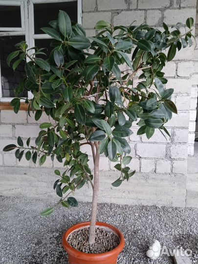 Комнатные цветы фикус бенджамина