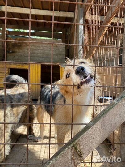 Керн терьер