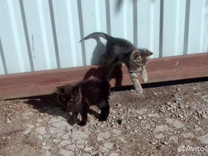Прекрасные котята ищут дом