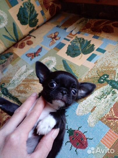 Красивые щенки чихуахуа